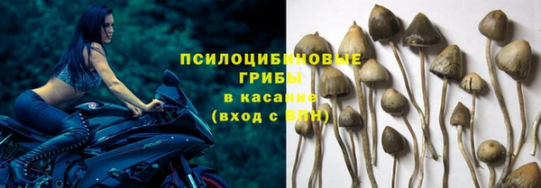 стаф Алзамай